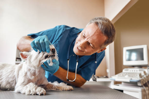 Best Emergency Dental Care for Broken or Chipped Teeth in Merrill, WI